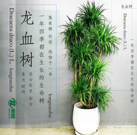 迷你世界龙血树怎么种